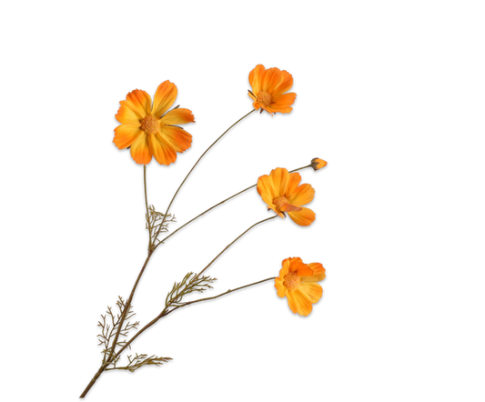 Cosmos tak oranje – zijden bloem van Silk-ka, 92 cm