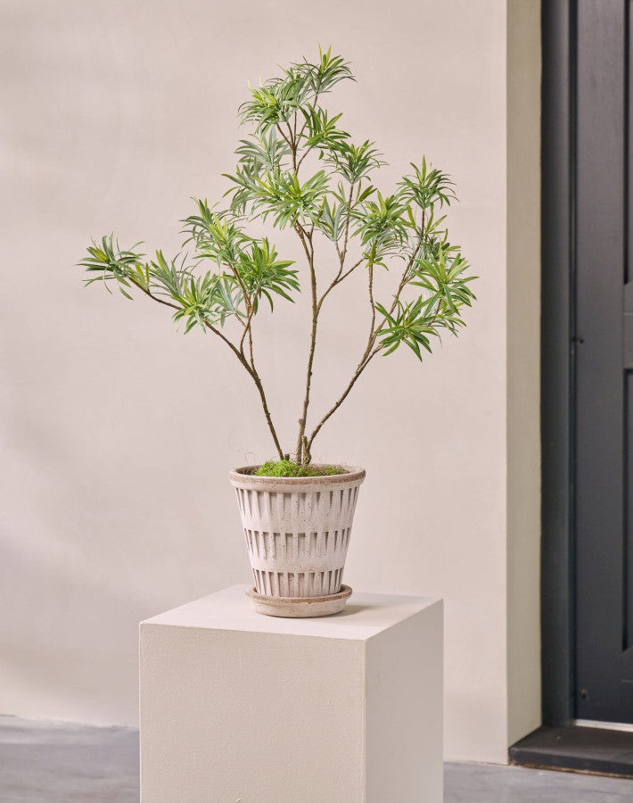 Bladtak Podocarpus – zijden tak – afbeelding 3