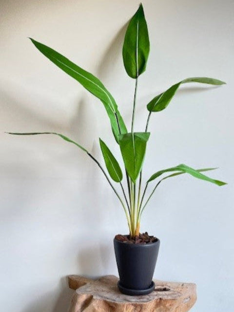 Zijden Strelitzia tak in zwarte pot – zijden plant
