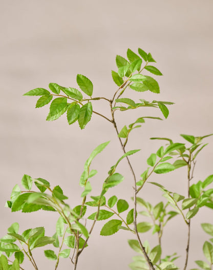Bladtak bush groen 109 cm detail