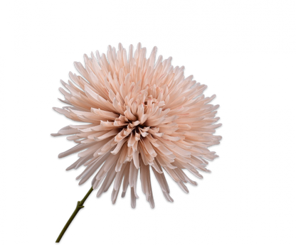 Chrysant creme/ bruin – zijden bloem 60 cm