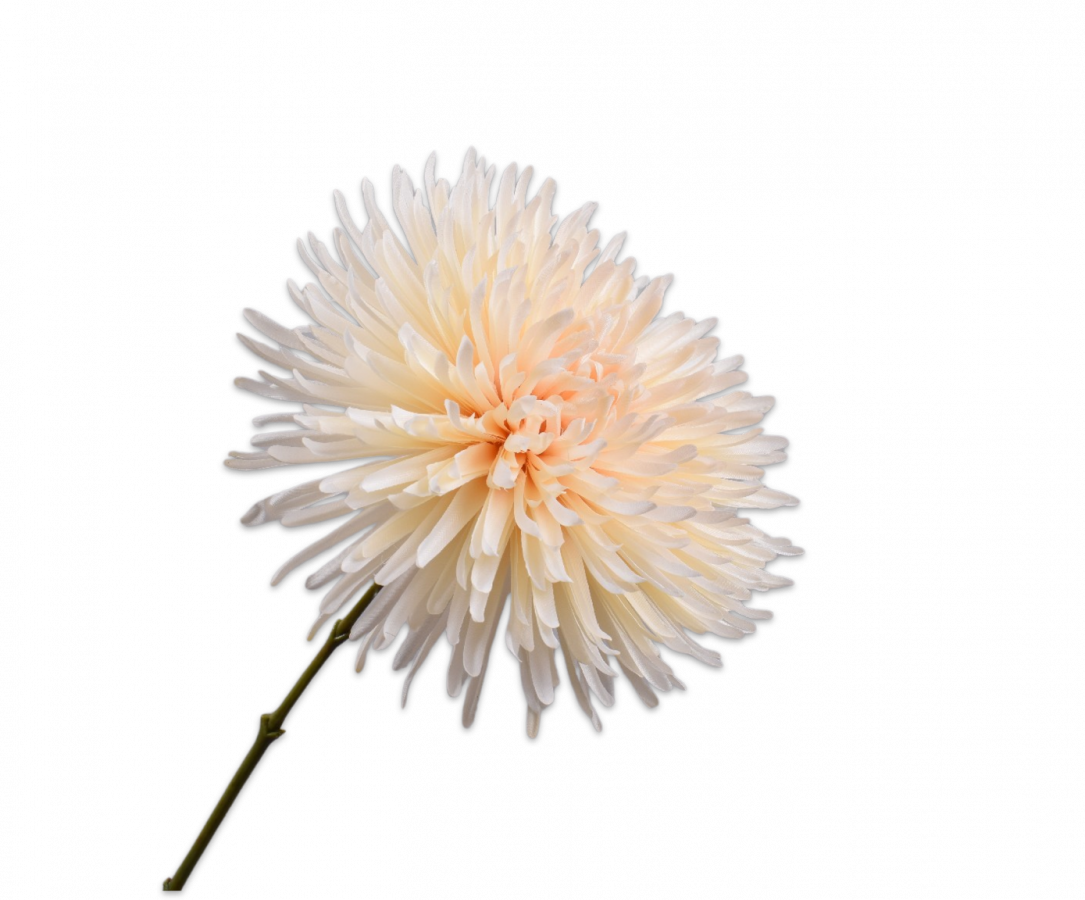 Chrysant creme – zijden bloem 60 cm