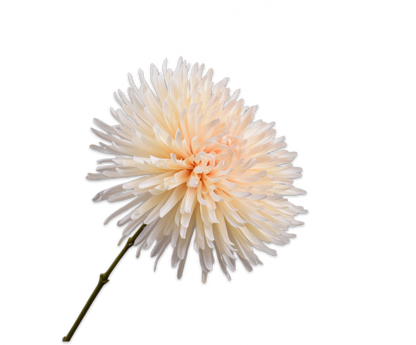 Chrysant creme – zijden bloem 60 cm