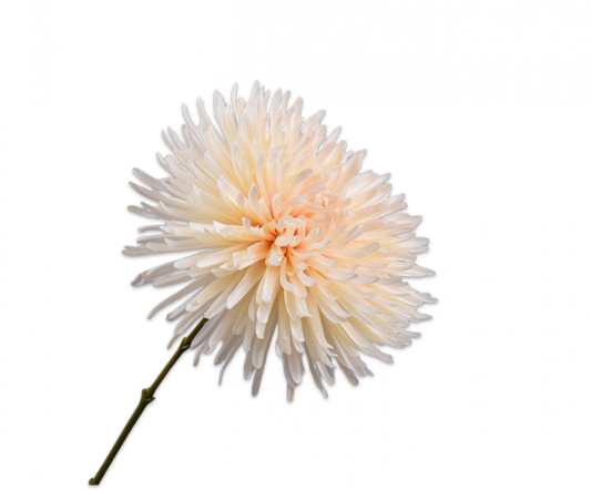 Chrysant creme – zijden bloem 60 cm