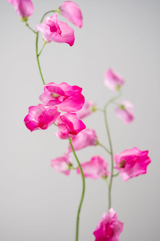 Lathyrus tak roze detail