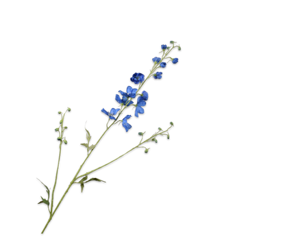 Delphinium tak blauw donker 101 cm zijden bloem Silk-ka