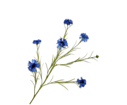 Korenbloem tak blauw – zijden bloem 92 cm