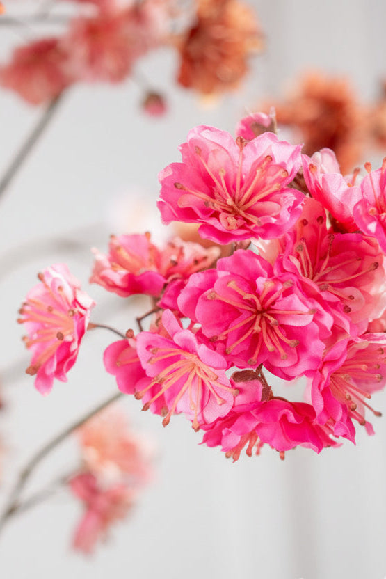 Roze bloesemtak detail