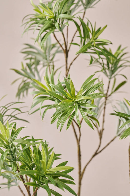 Bladtak Podocarpus – zijden tak