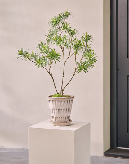 Bladtak Podocarpus – zijden tak – afbeelding 3