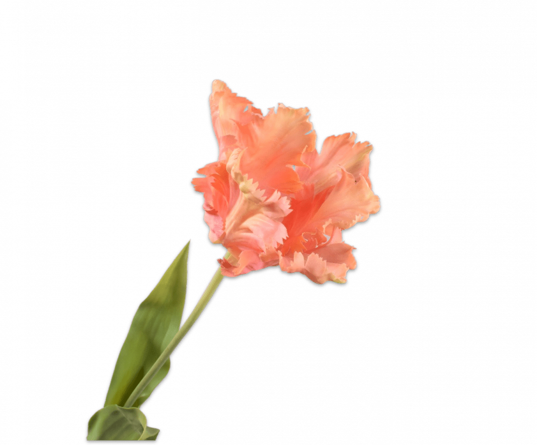 Zijden tulp perzik, 71 cm, van Silk-ka