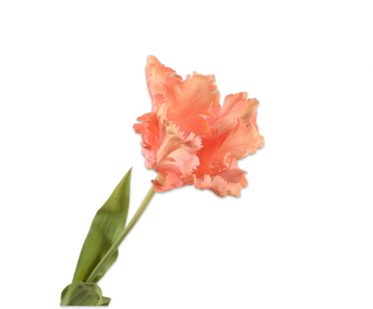 Zijden tulp perzik, 71 cm, van Silk-ka