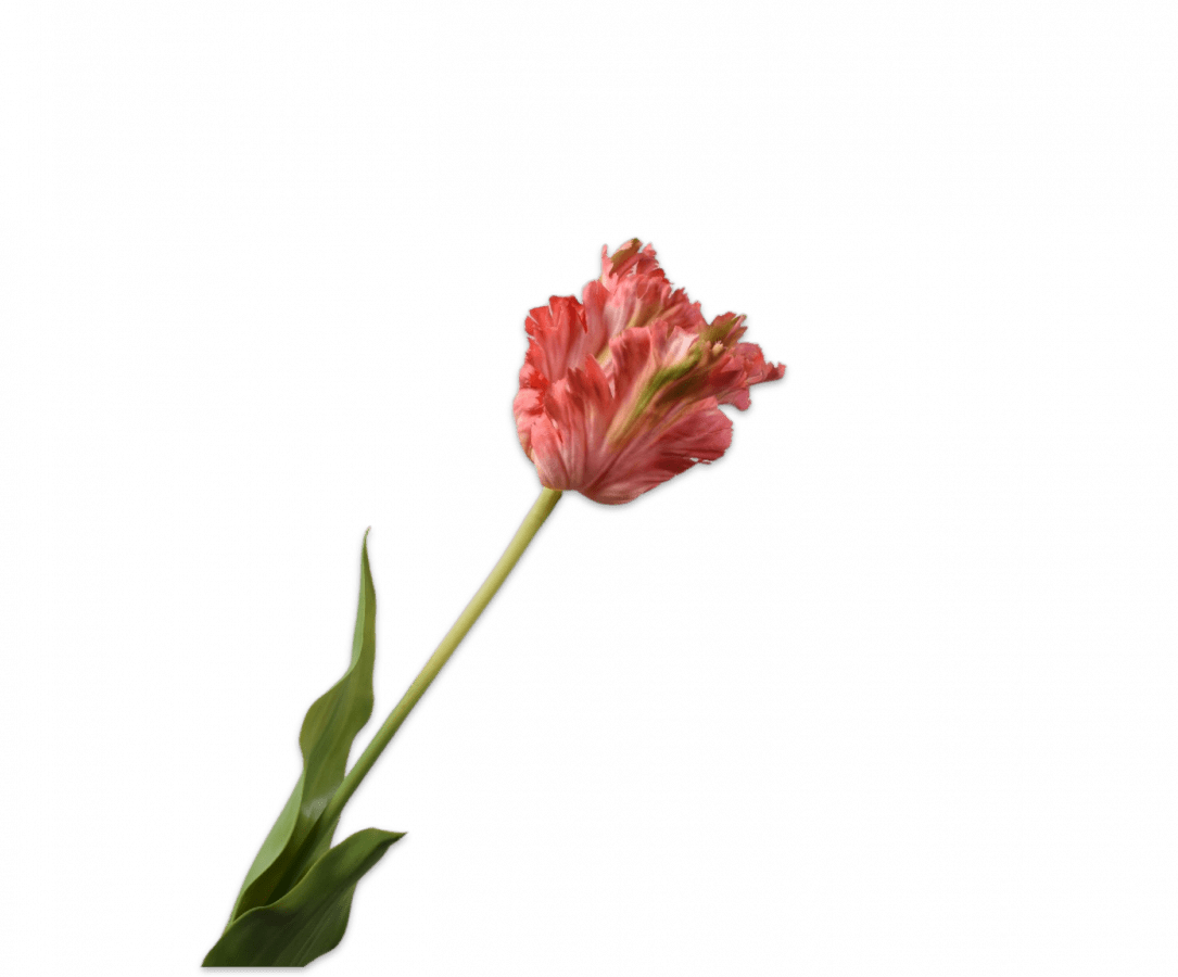 Zijden tulp roze, 71 cm, van Silk-ka