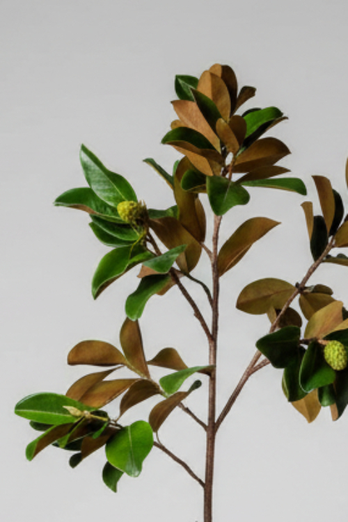 Magnolia tak 152 cm – zijden tak