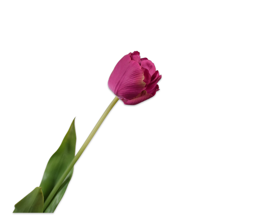 Zijden tulp beauty van Silk-ka, hele steel met blad