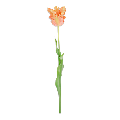 Zijden parrot tulp perzik van Silk-ka, hele steel met blad