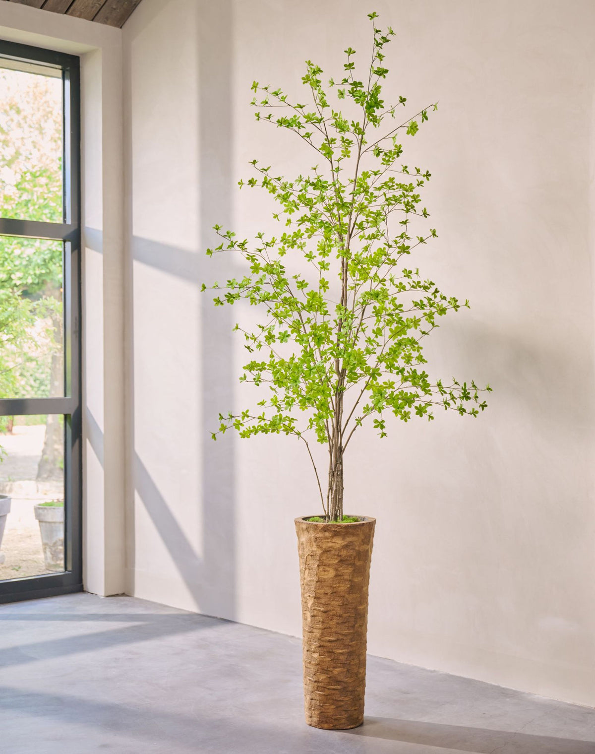 Zijden Bucida van Silk-ka in een woonkamer, 259 cm hoog met fijn vertakte stam