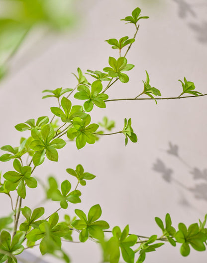 Detail van de kleine groene blaadjes van de zijden Bucida van Silk-ka