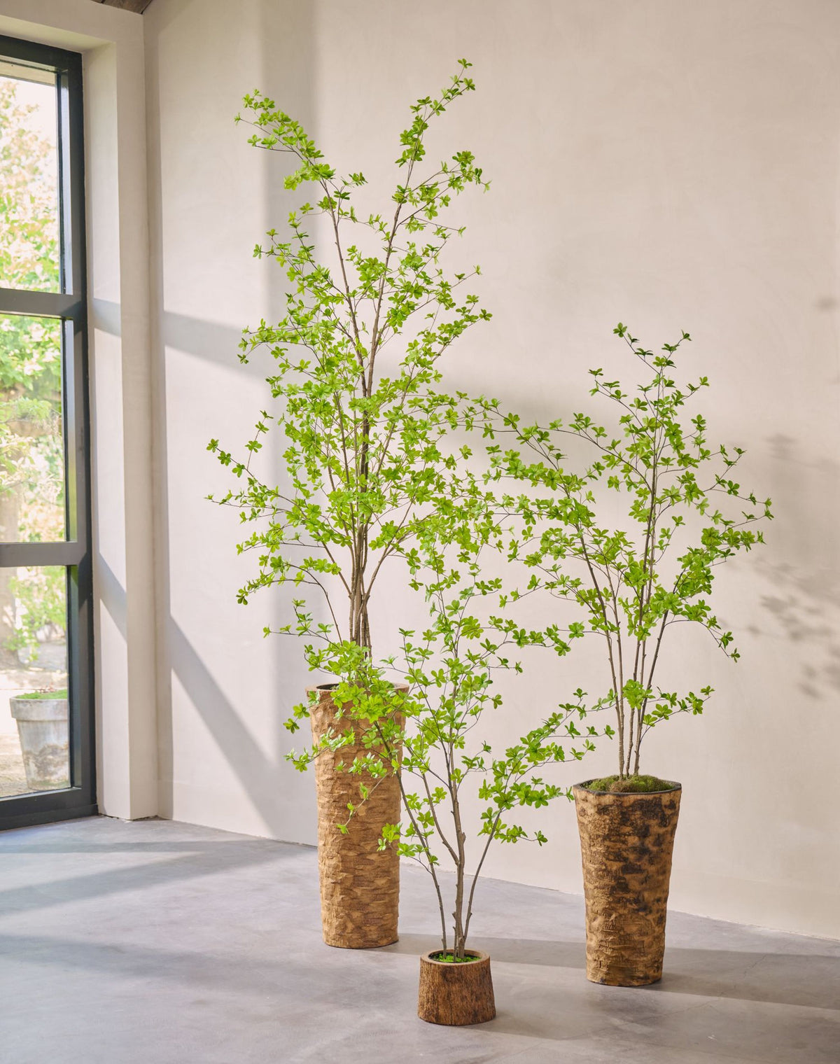 Zijden Bucida van Silk-ka in pot, volledige hoogte van 259 cm