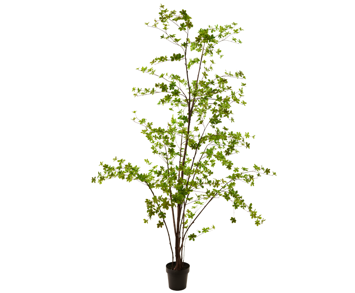 Zijden Bucida van Silk-ka in pot, 259 cm hoog, met fijn vertakte stam en kleine groene blaadjes