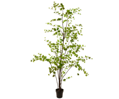 Zijden Bucida van Silk-ka in pot, 259 cm hoog, met fijn vertakte stam en kleine groene blaadjes