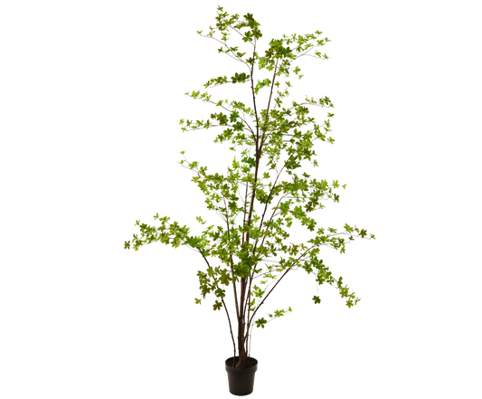 Zijden Bucida van Silk-ka in pot, 259 cm hoog, met fijn vertakte stam en kleine groene blaadjes